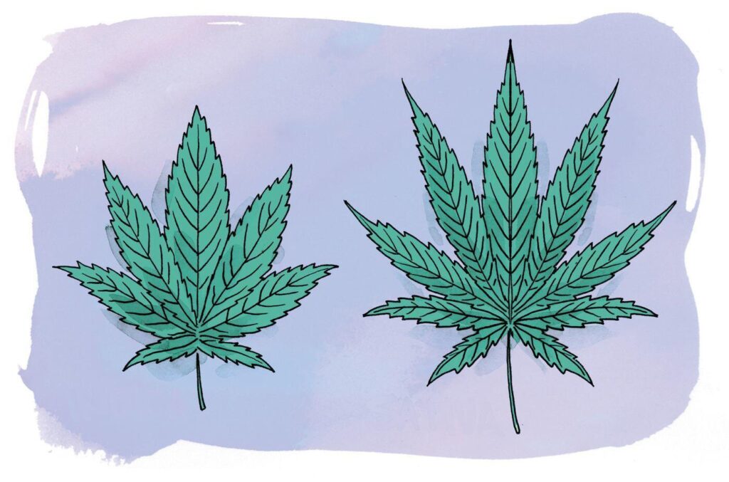 Beyond Sativa and Indica Myths indica sativa leaf