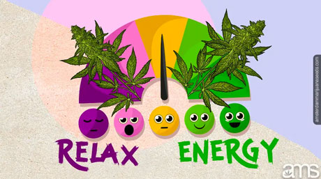 effects of kush strain effects of kush cannabis strain