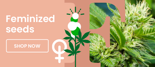 Feminized or Autoflower? Find the Perfect Cannabis Seeds for Your Grow feminized cat banner