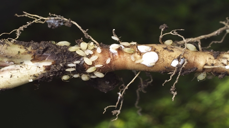 Get rid root aphids