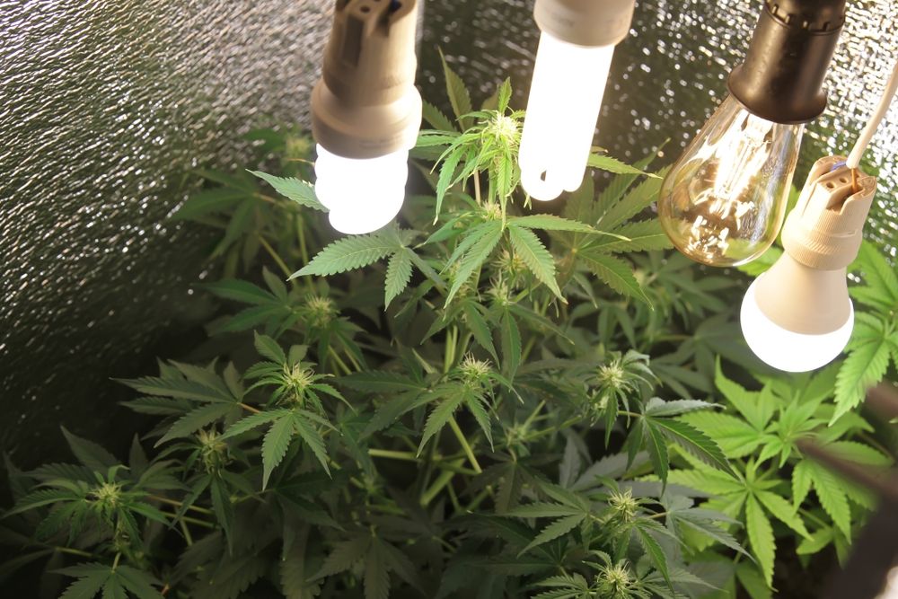How to choose the right cannabis strains? woman buys cannabis seeds online