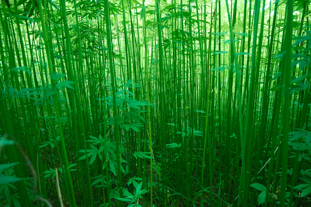 differences hemp cannabis