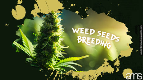 breed best weed seed