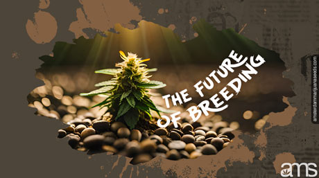 Cannabis plant breeding best weed seeds