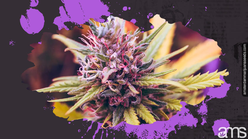 purple marijuana bud
