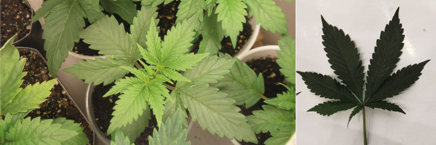 Close-up of Cannabis Indica plant showing short, bushy structure with broad, dark green leaves and dense bud formation
