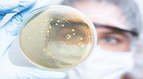 cannabis cultivation lactic acid bacteria