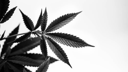 Black & White Leaves