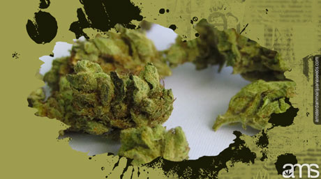 weed bud weed infused capsules