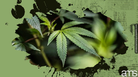 marijuana leaves anatomy