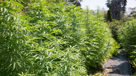 Marijuana Yield