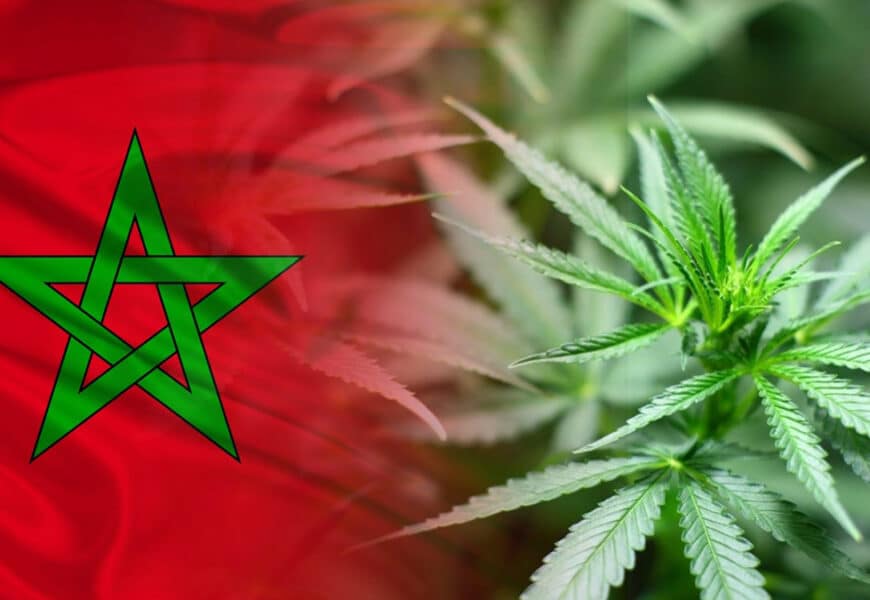 Morocco Legalize Beldia Cultivation! Legalization of Beldia Cultivation in Morocco
