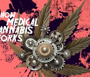 How medical cannabis works