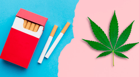 cannabis cigarettes Cannabis and Cigarettes