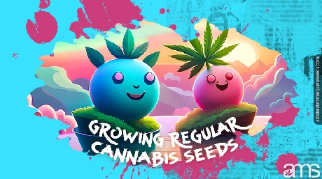 two regular marijuana plants