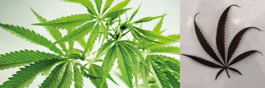 Indica vs Sativa cannabis plants side by side – leaf shape and plant height comparison