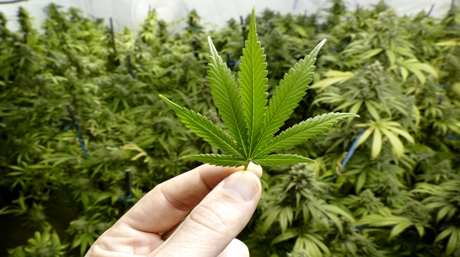 check leaves weed plant