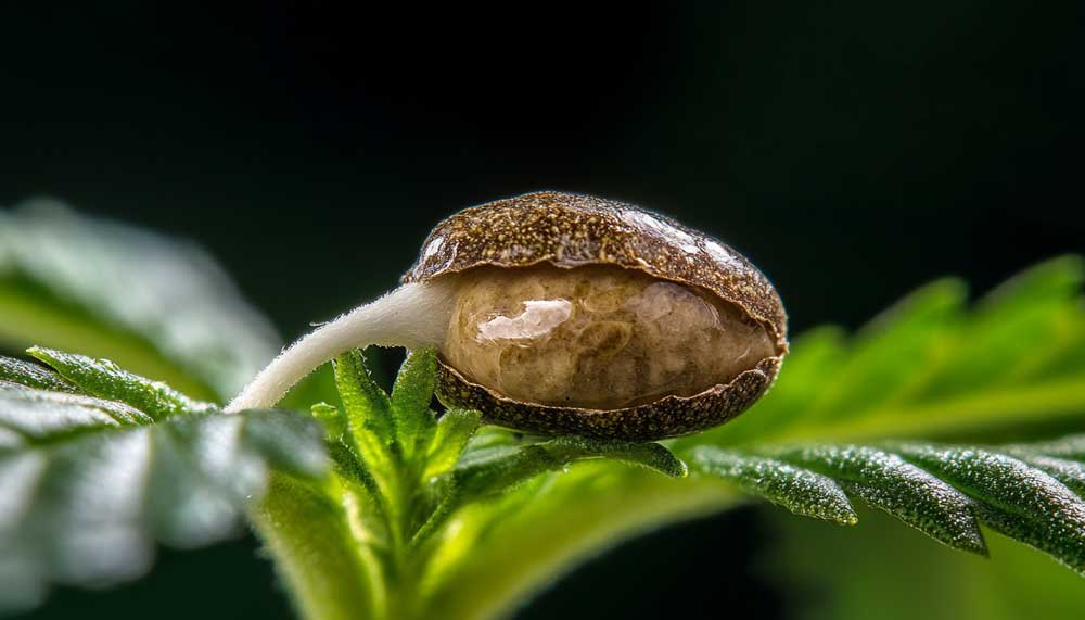 Cannabis Grow Stages: From Seed to Harvest (With Pictures) Cannabis grow stages - germinated seed with emerging taproot