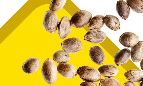 Home cat promo image