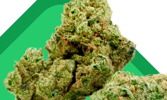 Home cat yield image