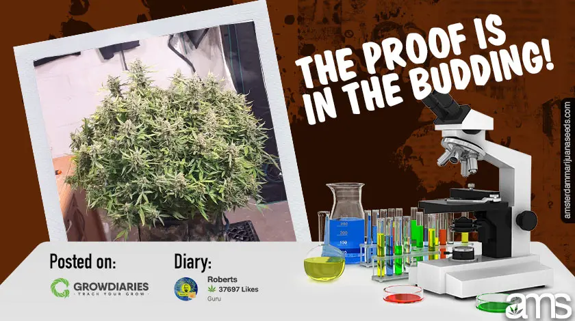 About us Imagen de Marihuana AMS10