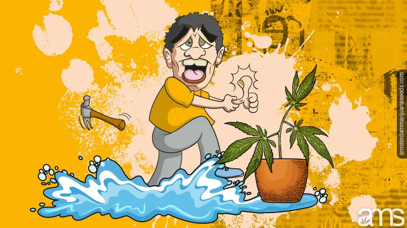 About us Imagen de Marihuana AMS7