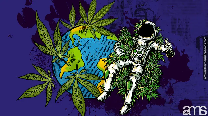 About us Imagen de Marihuana AMS8