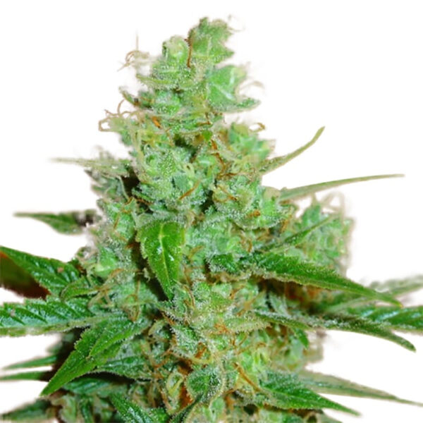 Love Canna Marijuana seeds