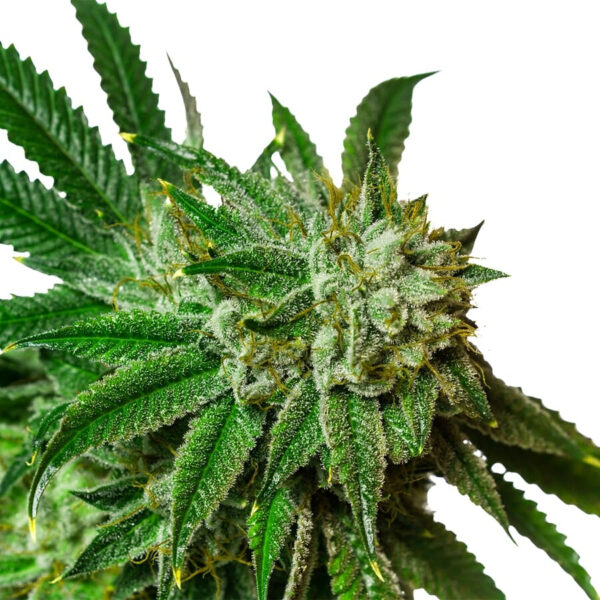 Lemonade Regular Seeds