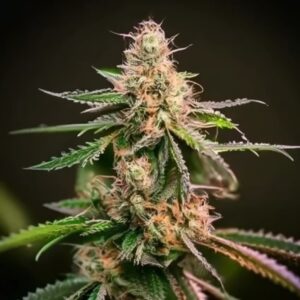 Cart Canut Feminized Seeds