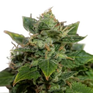 Mangolicious Autoflower seeds