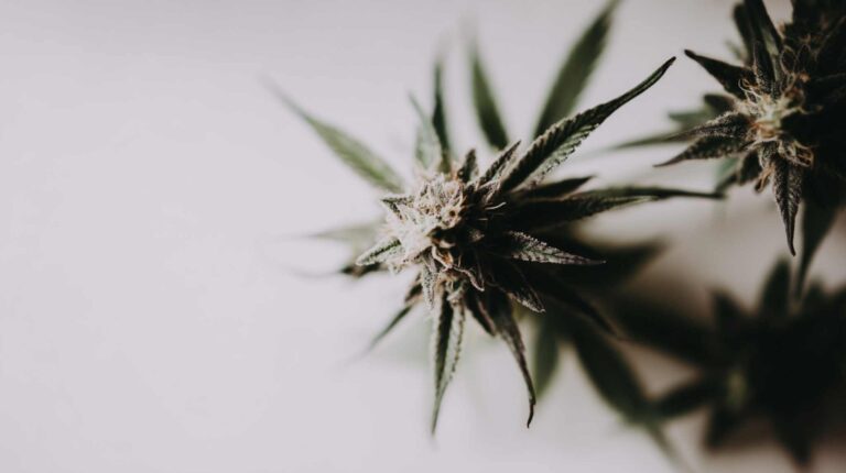 When to Harvest Cannabis