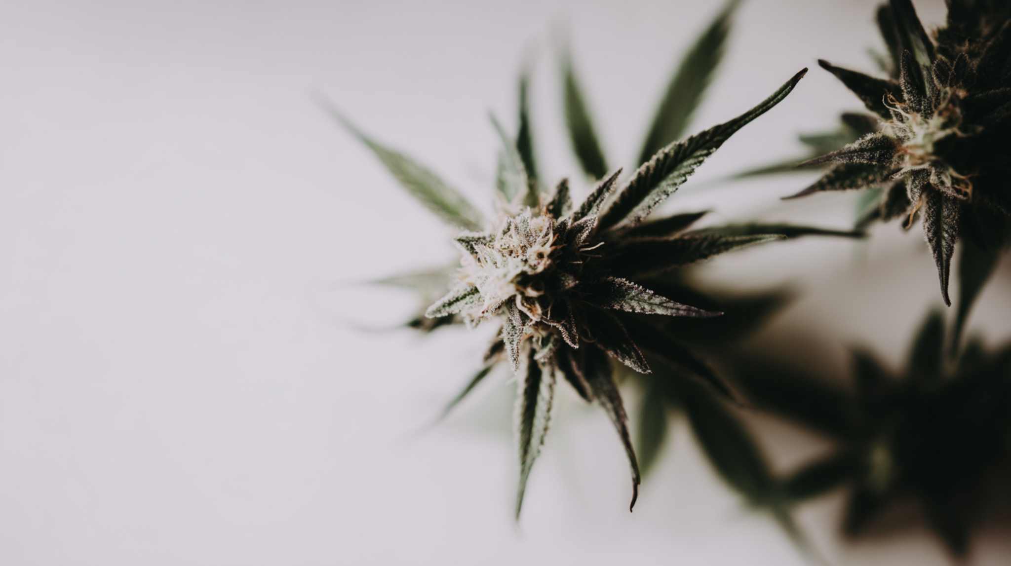 When to Harvest Cannabis